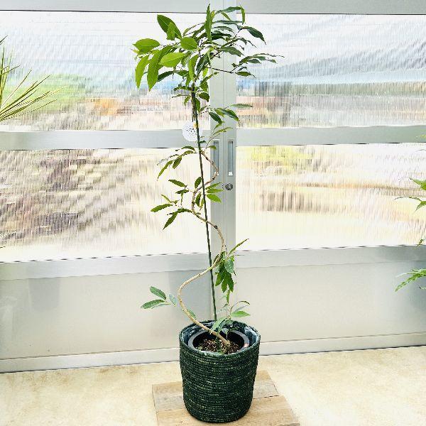 おしゃれ 観葉植物：アマゾン オリーブ*鉢カバー 麻布付き 大型佐川便