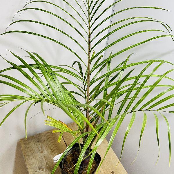 【現品】ミツヤヤシ　ミエミツヤシ（トライアングルパーム・三角ヤシ）　9号　あ７番 現品】ミツヤヤシ ミエミツヤシ（トライアングルパーム・三角