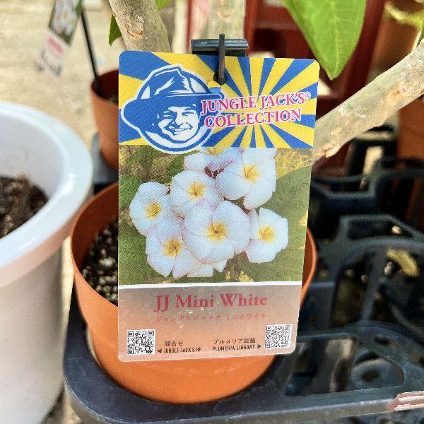 おしゃれ 観葉植物 鉢花：プルメリア*5号 インドソケイ プラポット