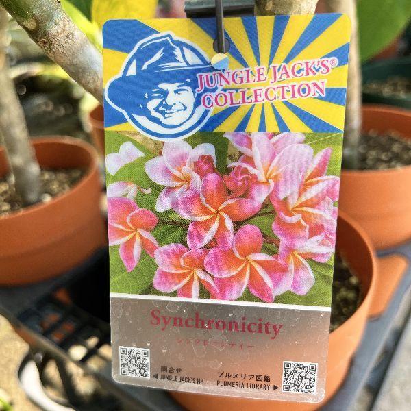 おしゃれ 観葉植物 鉢花：プルメリア*5号 インドソケイ プラポット