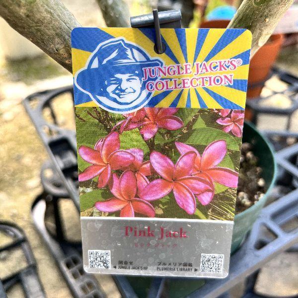 おしゃれ 観葉植物 鉢花：プルメリア*5号 インドソケイ プラポット
