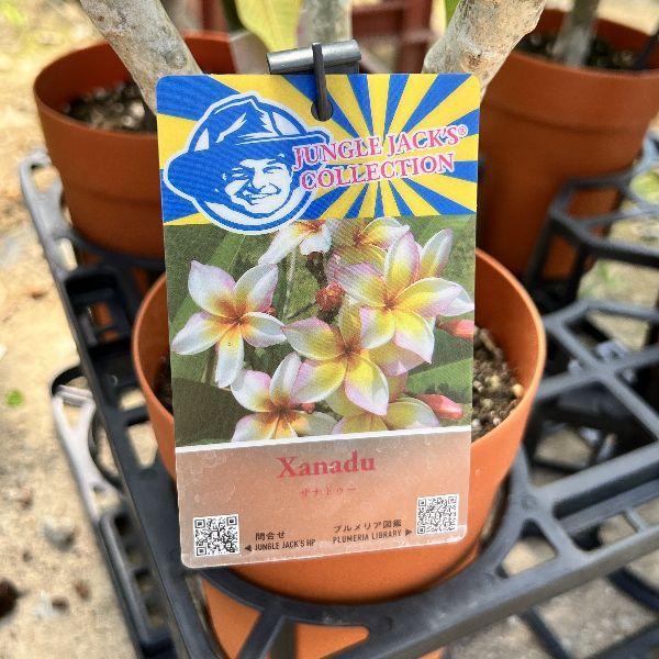 おしゃれ 観葉植物 鉢花：プルメリア*5号 インドソケイ プラポット