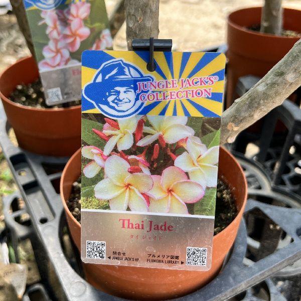 【最終値下げ】プルメリア　大型　鉢付き価格 おしゃれ 観葉植物 鉢花：プルメリア*4号 インドソケイ プラポット