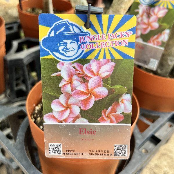 おしゃれ 観葉植物 鉢花：プルメリア*5号 インドソケイ プラポット