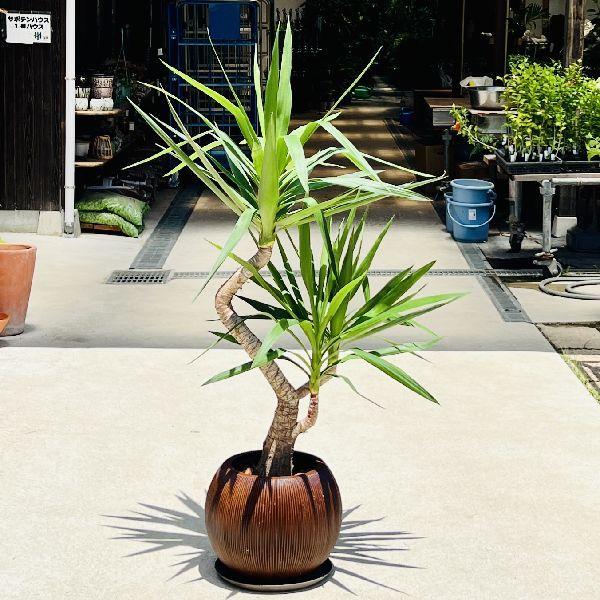 おしゃれ　観葉植物：ユッカ　青年の木*鉢植え　受皿付　バーク　大型佐川急便　現品をお届け