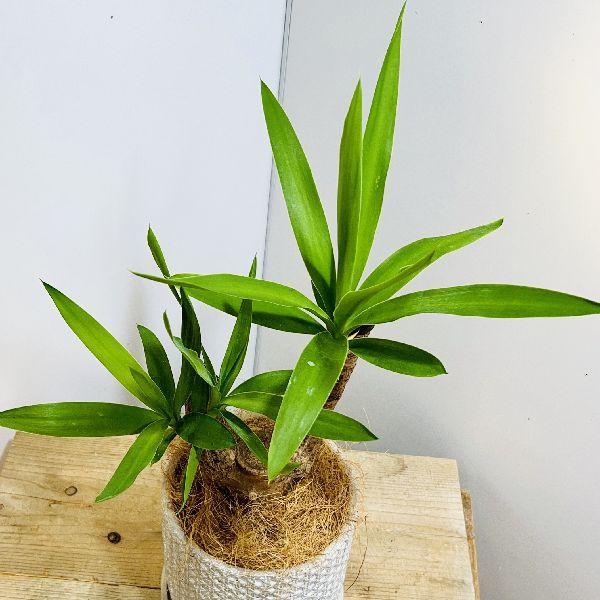 おしゃれ 観葉植物：ユッカ ブランチ 鉢植え*受皿付 ココヤシ : 遊恵