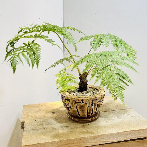 おしゃれ 観葉植物 シダ植物：ヘゴシダ 鉢植え 受皿付* : 遊恵盆栽