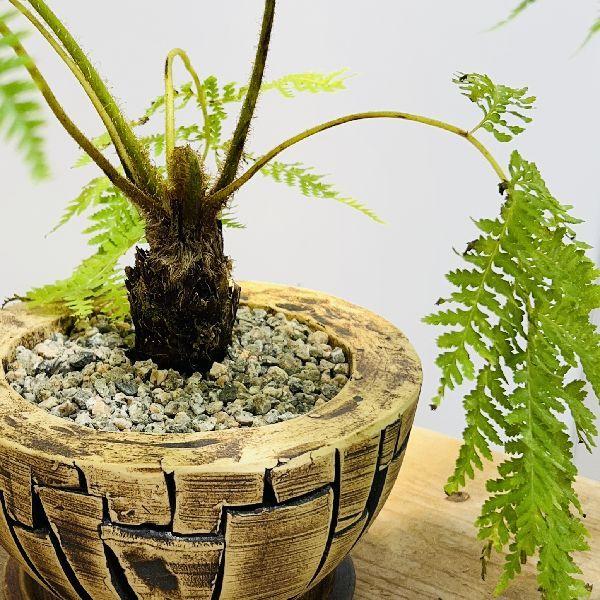 おしゃれ 観葉植物 シダ植物：ヘゴシダ 鉢植え 受皿付* : 遊恵盆栽