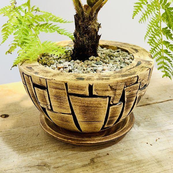 おしゃれ 観葉植物 シダ植物：ヘゴシダ 鉢植え 受皿付* : 遊恵盆栽