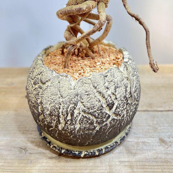 おしゃれ 観葉植物：ヘテロパナックス*鉢植え 受皿付 : 遊恵盆栽 Yahoo