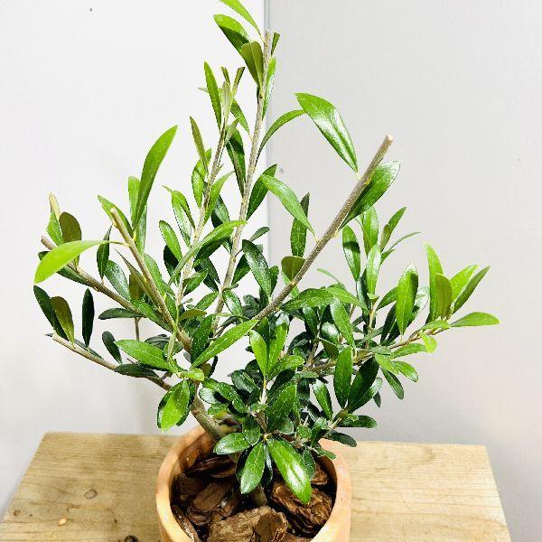 おしゃれ 観葉植物：オリーブの木 テラコッタ鉢植え 受皿*バークチップ