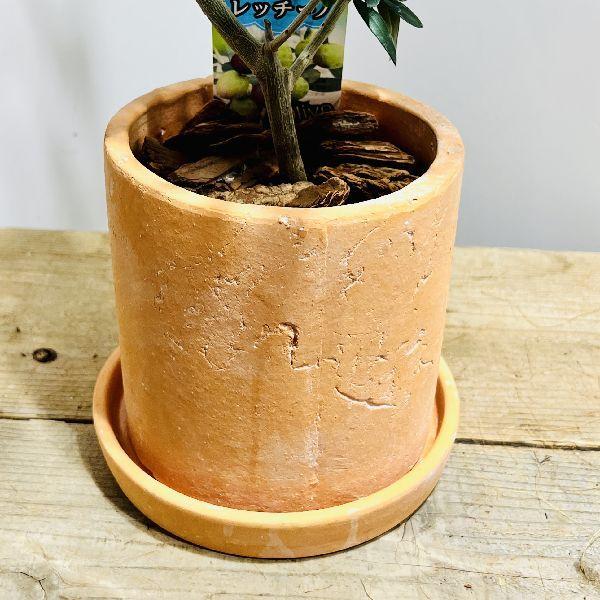 おしゃれ 観葉植物：オリーブの木 テラコッタ鉢植え 受皿*バークチップ