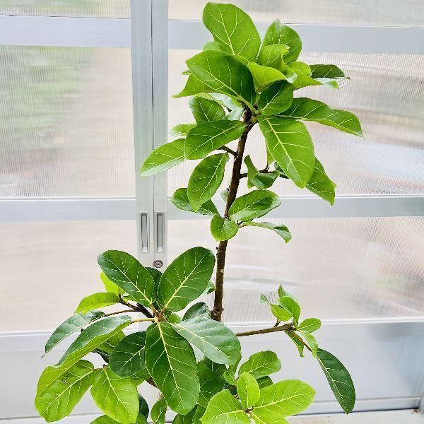 おしゃれ 観葉植物：フィカス アフリカンプリンス バケツ鉢