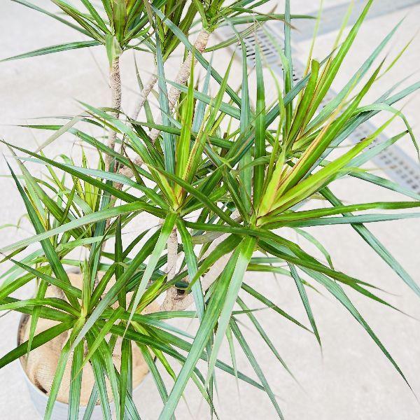 おしゃれ 観葉植物：ドラセナ コンシンネ マゼンダ*バケツ鉢カバー