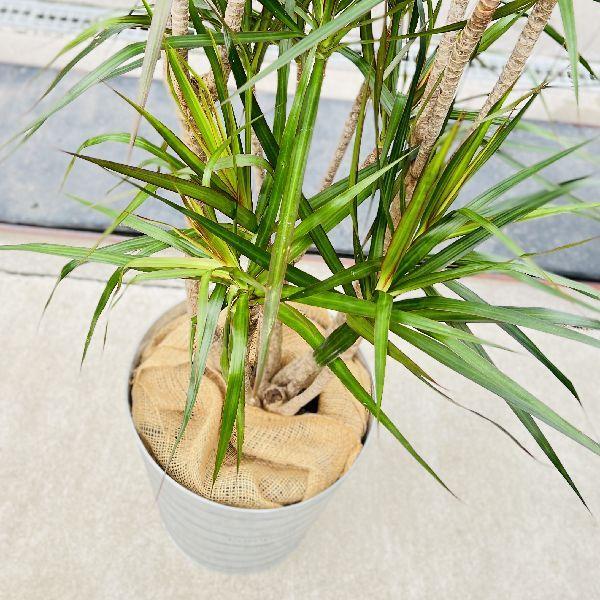 現品　ドラセナ　コンシンネ　マジェンダ　斑入り　観葉植物　特大　室内　インテリア ドラセナ コンシンネ マジェンダ 斑入り 観葉植物 インテリア