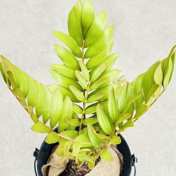 おしゃれ 観葉植物：メキシコ ソテツ*ザミア バケツ鉢カバー 麻布 