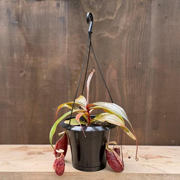 希少品種 観葉植物 食虫植物：ウツボカズラ ネペンテス スキ 吊り鉢*5