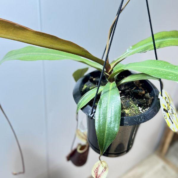 現物「ネペンテス・バイキング 吊り」５号　ウツボカズラ　Nepenthes 希少品種 観葉植物 食虫植物：ウツボカズラ ネペンテス