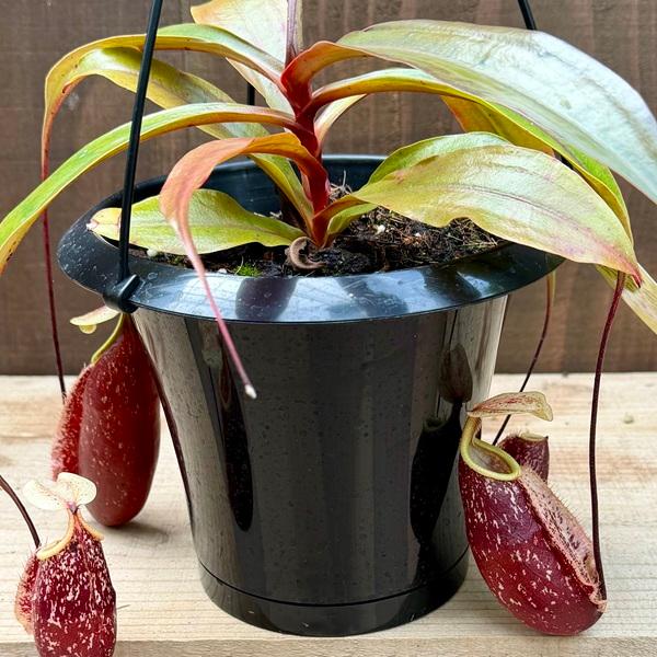 希少品種 観葉植物 食虫植物：ウツボカズラ ネペンテス スキ 吊り鉢*5