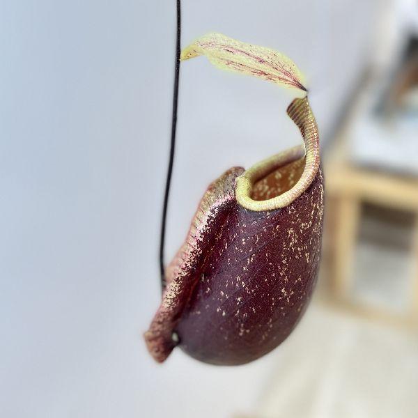 希少品種 観葉植物 食虫植物：ウツボカズラ ネペンテス スキ 吊り鉢*5
