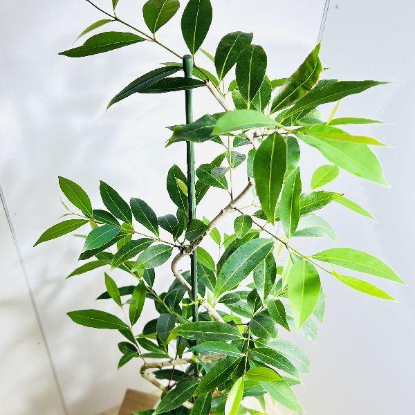 おしゃれ 観葉植物：アマゾン オリーブ 鉢植え*受皿 ココヤシ 現品