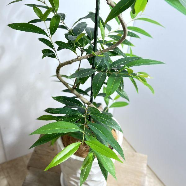おしゃれ 観葉植物：アマゾン オリーブ 鉢植え*受皿 ココヤシ 現品