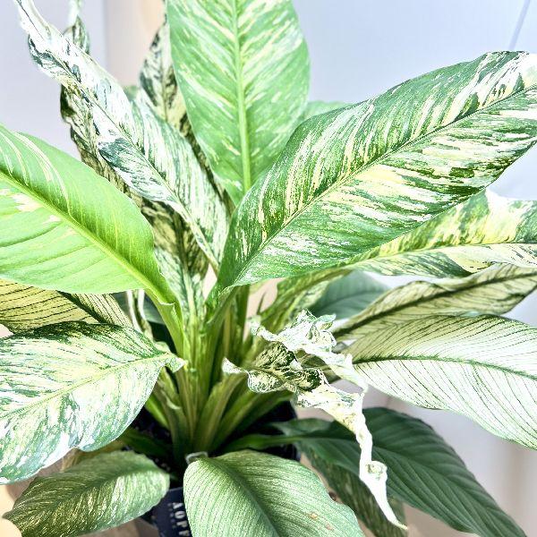 おしゃれ 観葉植物：斑入りスパティフィラム センセーション
