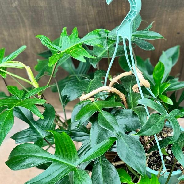 おしゃれ 観葉植物 ：フィロデンドロン フロリダ*5号 吊り鉢 : 遊恵