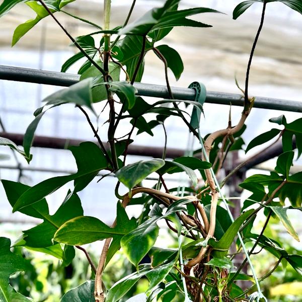 おしゃれ 観葉植物 ：フィロデンドロン フロリダ*5号 吊り鉢 : 遊恵