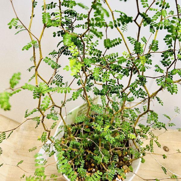 おしゃれ 観葉植物：ソフォラ リトルベイビー*5号 プラポット メルヘン
