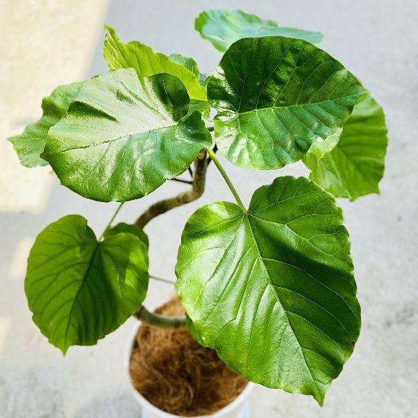 フィカス　ウンベラータ（蜂、ローラー付き受け皿付き） おしゃれ 観葉植物：フィカス ウンベラータ*セラアート 受皿付