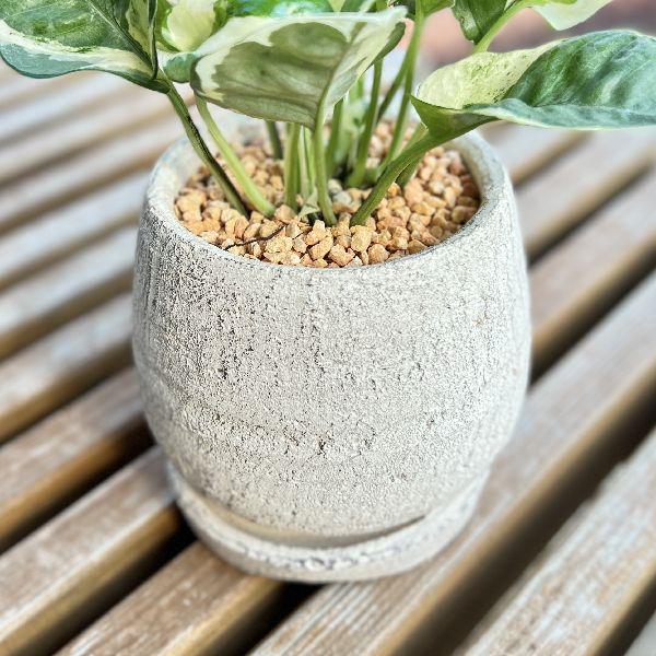 おしゃれ 観葉植物：ポトス エンジョイ 鉢植え*受皿付 : 遊恵盆栽