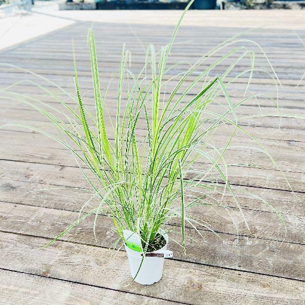 観葉植物 苗：ミスカンサス バリエガータ* : 遊恵盆栽 Yahoo!店 - 通販