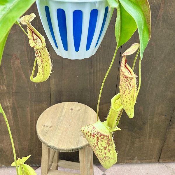 希少品種 観葉植物 食虫植物：ウツボカズラ ネペンテス ダイエリアナ
