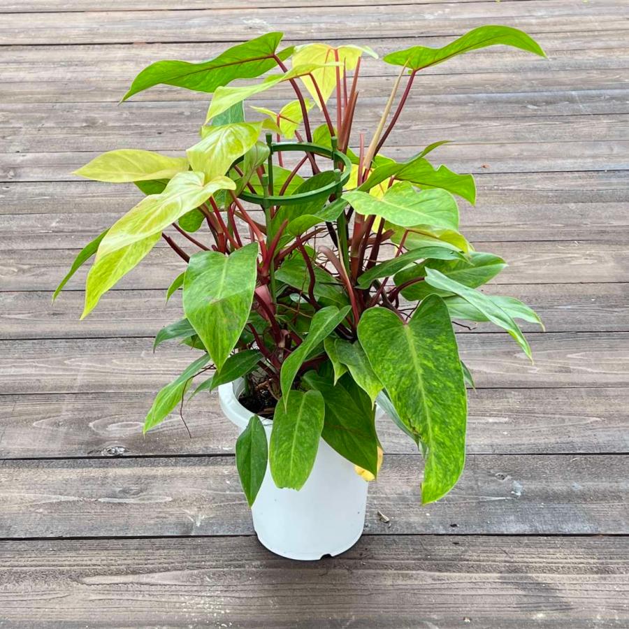 おしゃれ 観葉植物 ：フィロデンドロン ペインテッドレディ*プラポット