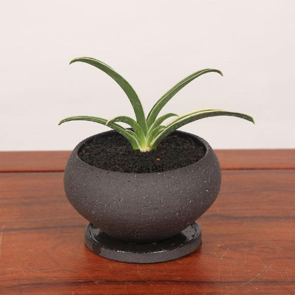 古典園芸植物：万年青 鉢植え 受皿付*オモト おもと 観葉植物 : 遊恵