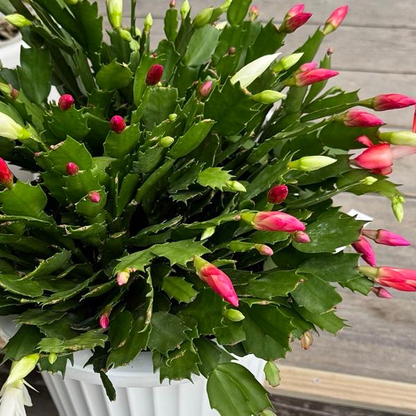 おしゃれ 観葉植物：デンマークカクタス 2色ミックス 紅白*7号