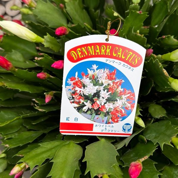 おしゃれ 観葉植物：デンマークカクタス 2色ミックス 紅白*7号