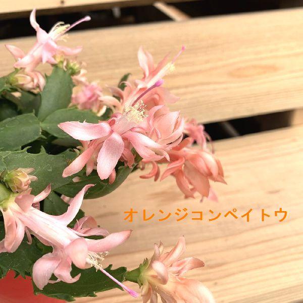 おしゃれ 観葉植物：デンマークカクタス コンペイトウ 鉢植え 受皿付