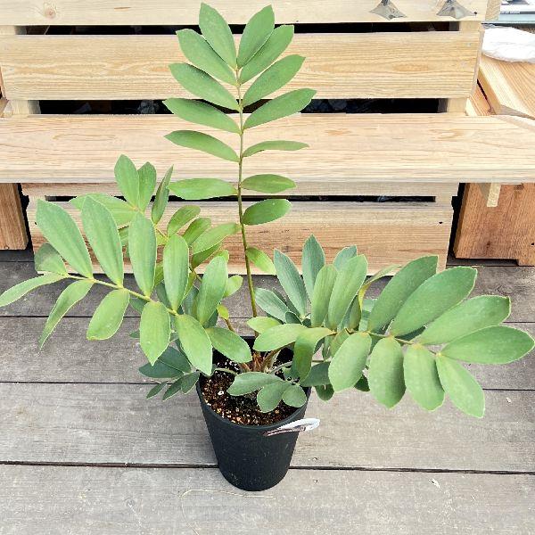 おしゃれ 観葉植物：メキシコ ソテツ*ザミア 7号プラポット : 遊恵盆栽