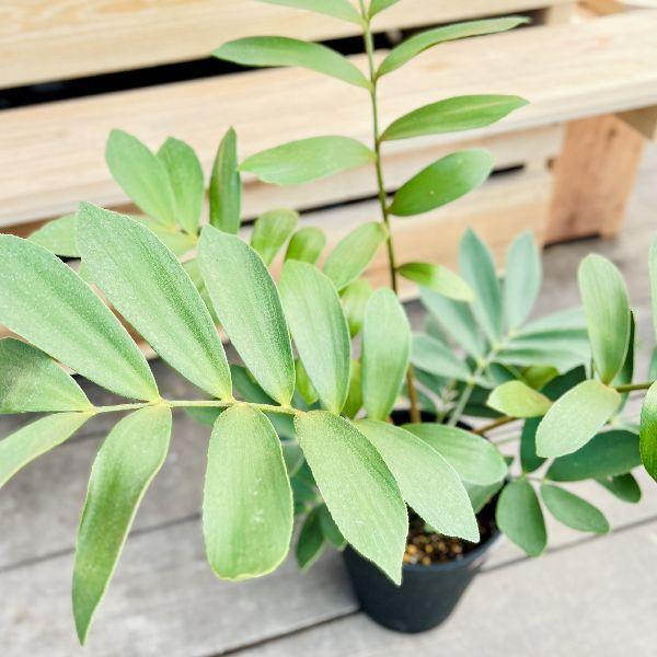 おしゃれ 観葉植物：メキシコ ソテツ*ザミア 7号プラポット