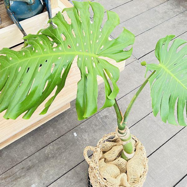 おしゃれ 観葉植物：モンステラ 鉢カバーセット*麻布 現品をお届け