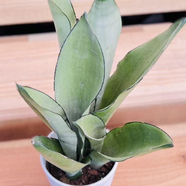 おしゃれ 観葉植物：サンスベリア ムーンシャイン*シルバーキング