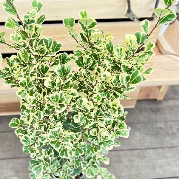 【再入荷】フィカス スウィートハート 2株 登録品種 観葉植物 calmcafe 希少】フィカス スウィートハート 2株植え 大型 観葉植物 calm