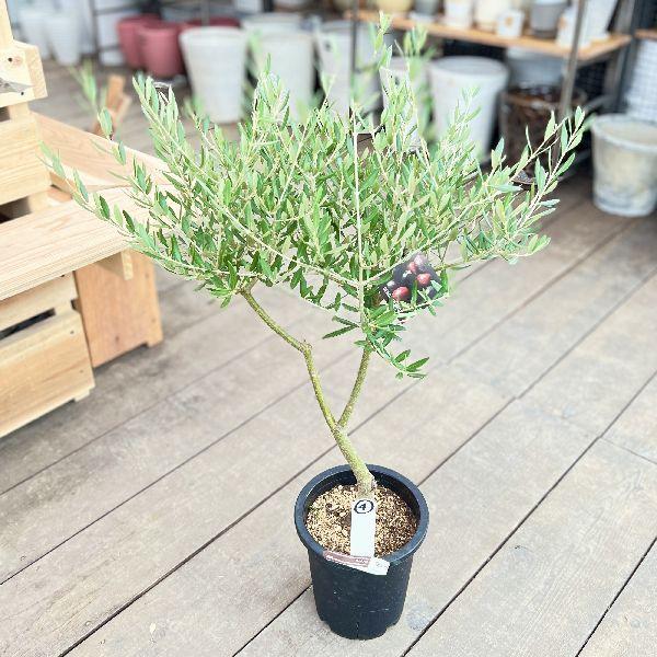 おしゃれ 観葉植物：オリーブの木 マンザニロ 7号*現品4 SOUJU 創樹
