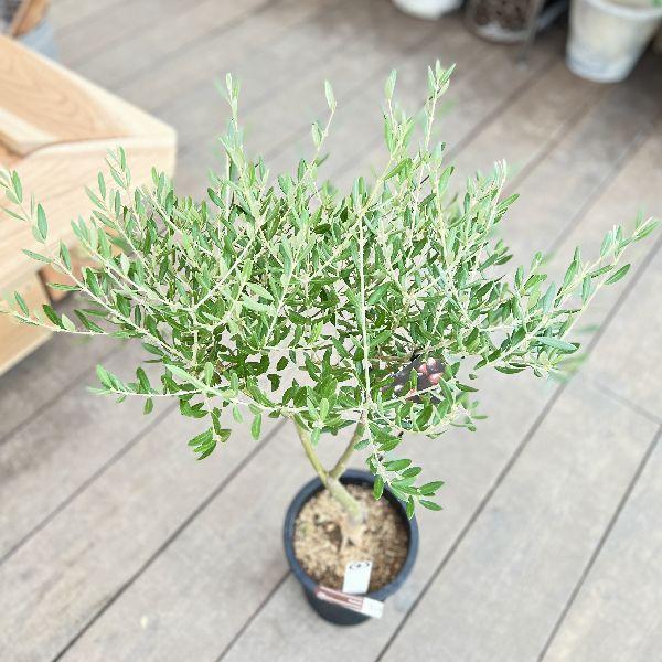 現品］44番 創樹 オリーブ マンザニロ 7号 観葉植物 ベランダ