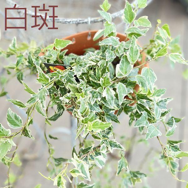 おしゃれ 観葉植物：アイビー 壁掛けフック付き*吊り ヘデラ Hedera
