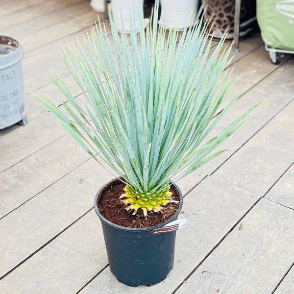 おしゃれ 観葉植物：ユッカ ロストラータ*8号 Yucca rostrata : 遊恵