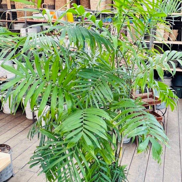 おしゃれ 観葉植物：タケヤシ カゴカバー*高性チャメドレア 竹椰子