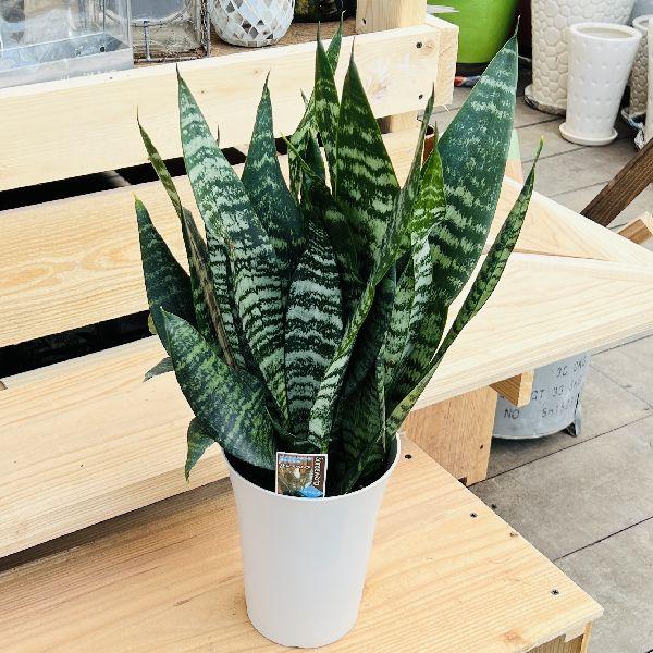 おしゃれ 観葉植物：サンスベリア ゼラニカ*Sansevieria zeylanica
